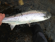 Mr Graham Fyfe - River Tay