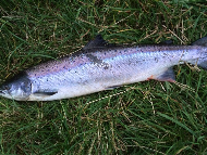 Mr David Cargill - River South Esk