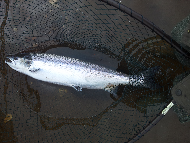 Mr Martin Ritchie - River Tay