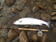 Mr Iain Lamont - River Lochy