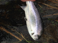 Mr Graham Fyfe - River Tummel