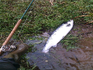 Mr Nicky Greig - River Tay