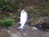 Mr Nicky Greig - River Tay