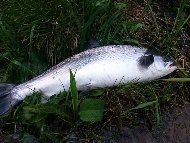 Mr Billy Davidson - River Tay 