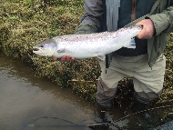 Mr Steven Hogg - River Tweed