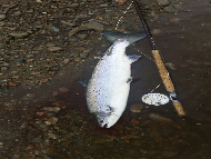 Mr Iain Lamont - River Lochy