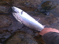 Mr Nicky Greig - River Tay