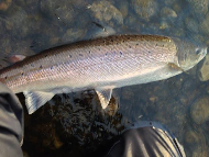 Mr Graham Fyfe - River Tay