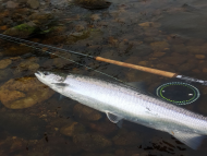 Mr Jamie McCulloch - River Tay