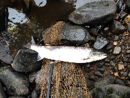 Mr Steven Hogg - River Blackwater