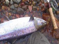 Mr Stuart Norris - River Dee