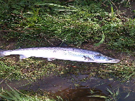 Mr Nicky Greig - River Tay