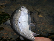 Mr Iain Lamont - River Lochy 