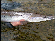 Mr Michael Rhoden - River Lochy