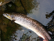 Mr Martin Ritchie - River Tweed