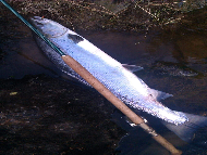 Mr Nicky Greig - River Tay