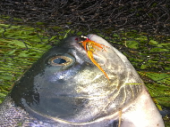 Mr Mark Ogilvie - River Alness