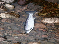 Mr Dave Winn - River Findhorn