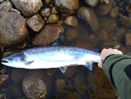 Mr Iain Lamont - River Lochy