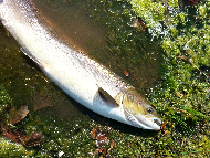 Mr Martin Ritchie - River Tweed