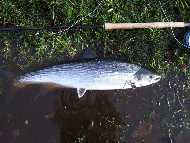 Mr Martin Ritchie - River Tay