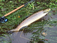 Mr Philip Black - River Teith