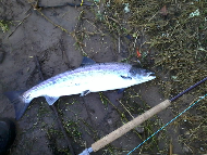 Mr Philip Black - River Tay