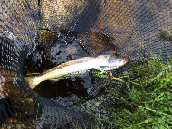 Mr Gordon MacDermid - River Spey