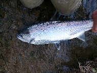 Mr Paul Stafford - River Tweed