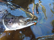 Murthly Beat 2 - River Tay