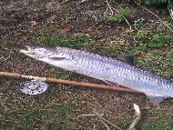 Mr Nicky Greig - River Tay