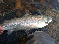 Mr Graham Fyfe - River Tay