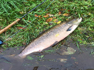 Mr Philip Black - River Teith