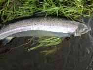 Mr Graham Fyfe - River Tay