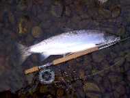 Mr Philip Black - River Tay