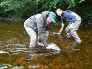 Murthly Beat 2 - River Tay