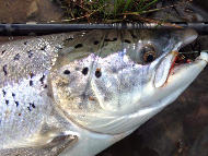 Mr Donald Gillies - River Lochy