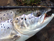 Mr Donald Gillies - River Lochy 