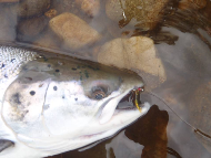 Murthly Beat 2 - River Tay