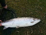 Mr Martin Ritchie - River Tweed