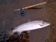 Mr Philip Black - River Dee