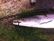 Mr Allan Rennie - River North Esk