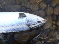 Murthly Beat 2 - River Tay