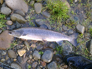 Mr Michael Rhoden - River Lochy