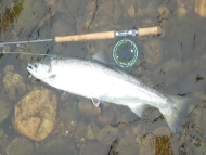 Mr Jamie McCulloch - River Tay