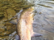 Mr Joe Sinclair - River Wye 