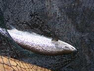 Mr Martin Ritchie - River Tay