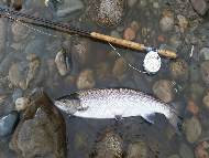 Mr Iain Lamont - River Lochy