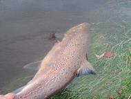 Mr Peter Harris - River Tweed