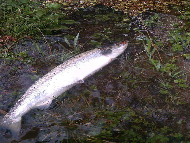 Mr Nicky Greig - River Tay 